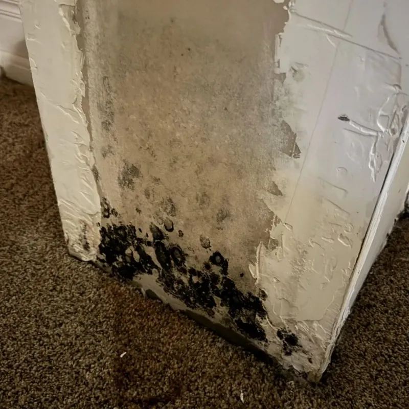 Professional Mold Removal in Red River Parish, LA